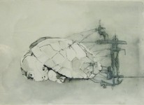 schildpad ingemeten schildpad ingemeten