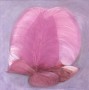 Fuchsia 2 Kunstwerk Fuchsia 2