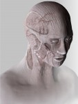 Tabula rasa imaginary anatomy Tabula rasa imaginary anatomy