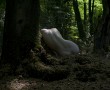 Natuurlichamen Kunstwerk Natuurlichamen