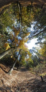 Herfstbos Driebergen 4 Herfstbos Driebergen 4