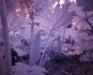 Hortus 01147 Hortus 01147
