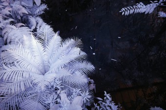 Hortus 00058 Hortus 00058