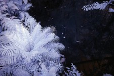 Hortus 00058 Hortus 00058
