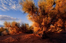 Salicornia in Gobi