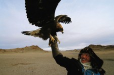 Bayan Ulgii eagle Bayan Ulgii eagle