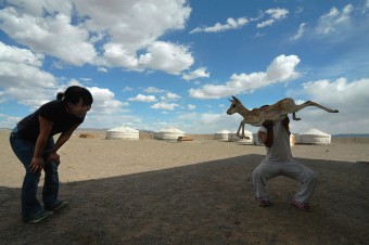 Mongolian gazelle in Gobi