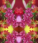 Serie Flowers power: Sexy Panty Serie Flowers power: Sexy Panty