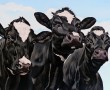 Drie koeien Kunstwerk Drie koeien