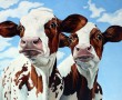 Twee kalfjes Kunstwerk Twee kalfjes