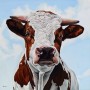 Stier 2748 Kunstwerk Stier 2748