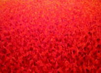 groot rood tulpenveld groot rood tulpenveld