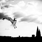 gull |gəl| gull |gəl|