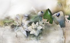 Witte Bloemen Witte Bloemen