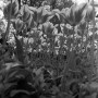 0062-09  1959 Kunstwerk 0062-09  1959