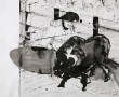Stierengevecht inktpapier Kunstwerk Stierengevecht inktpapier
