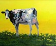 Bont koetje Kunstwerk Bont koetje