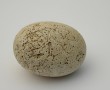 witte steen Kunstwerk witte steen