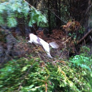 go out in the woods go out in the woods