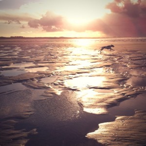 dog at the beach dog at the beach