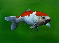 koi2 koi2