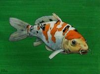 koi3 koi3