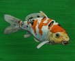 koi3 Kunstwerk koi3