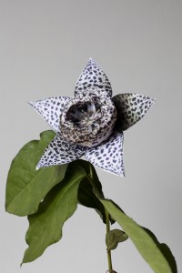 Orbea Elegans Orbea Elegans