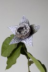 Orbea Elegans Orbea Elegans