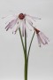 Echinacea Laevigata Kunstwerk Echinacea Laevigata