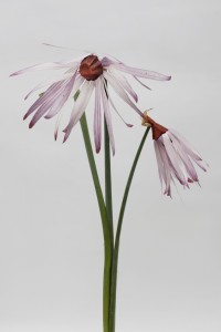 Echinacea Laevigata Echinacea Laevigata