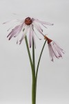 Echinacea Laevigata Echinacea Laevigata