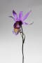 Calypso Bulbosa Kunstwerk Calypso Bulbosa