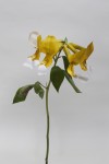 Lottus Pinnatus Lottus Pinnatus