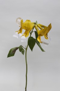 Lottus Pinnatus Lottus Pinnatus