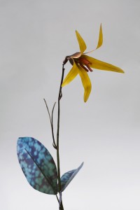 Erythronium propullans Erythronium propullans