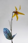 Erythronium propullans Erythronium propullans