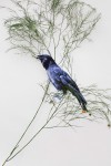 Corvus Hawaiiensis Corvus Hawaiiensis