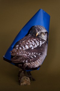 Athene cunicularia Athene cunicularia