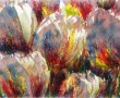bonte tulpen Kunstwerk bonte tulpen