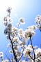 witte bloesem #2 Kunstwerk witte bloesem #2