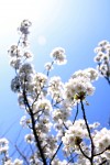witte bloesem #2 witte bloesem #2