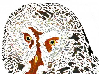 Laplanduil Laplanduil