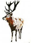 Edelhert Edelhert