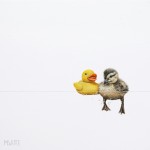 TOGETHER ALONE TOGETHER ALONE