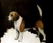 Sad Beagle Kunstwerk Sad Beagle
