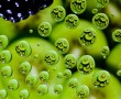 Kiwi variatie Kunstwerk Kiwi variatie