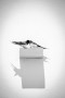 Love Birds Kunstwerk Love Birds