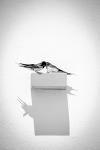 Love Birds Love Birds