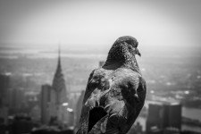 Birdview NY Birdview NY